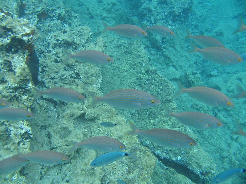 Coll TU 044.JPG